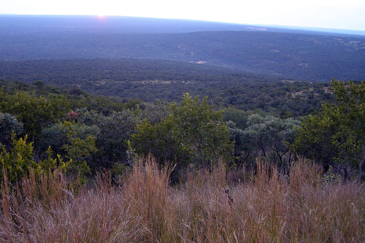 Waterberg bushveld savanna — typical landscape around Lephalale farms and lodges